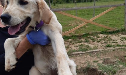 Pensionato maltratta cucciolo: denunciato