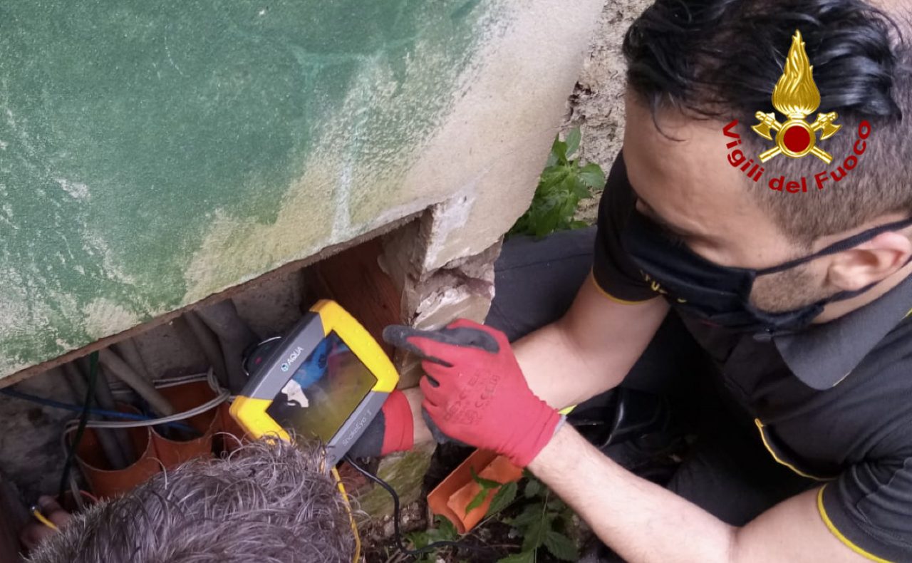 Gatto soccorso nel giardino dell’Università – GUARDA IL VIDEO