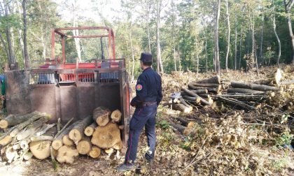 Scoperto taglio di bosco tutelato: denunciata una ditta