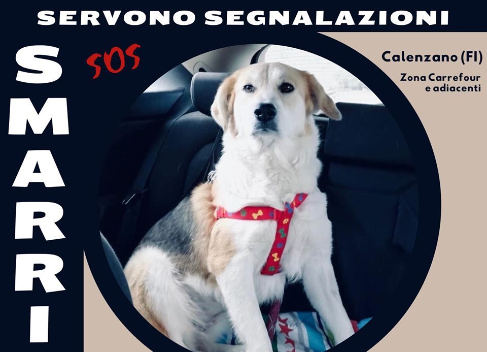 L’appello disperato: “Aiutateci a ritrovare Chanel”