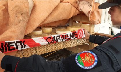 A Signa denunciato un allevatore: sequestrati una 30ina di formaggi - LE FOTO