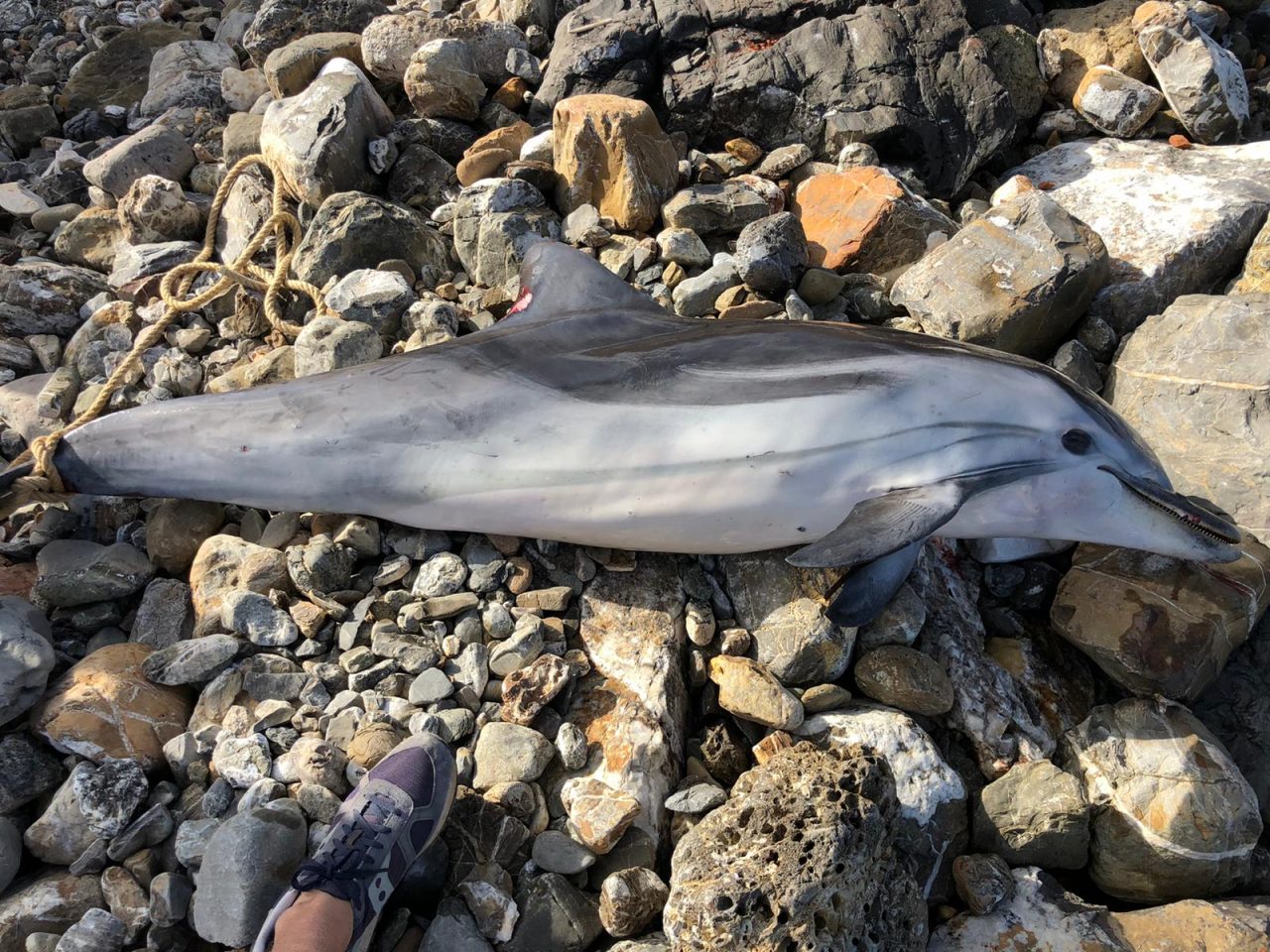 Delfino muore sulla costa di Livorno