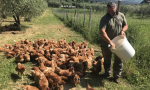 Dall'edilizia all'agricoltura: la storia di Felice che ha salvato 500 galline