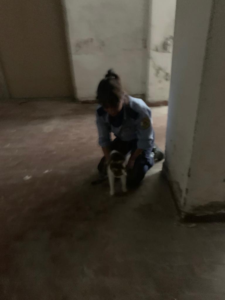 Gattina chiusa per dieci giorni in un magazzino