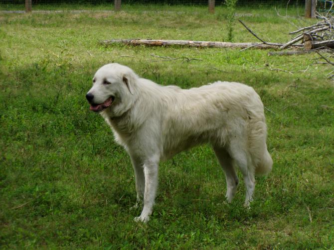 Calenzano: cani lasciati in stato di abbandono