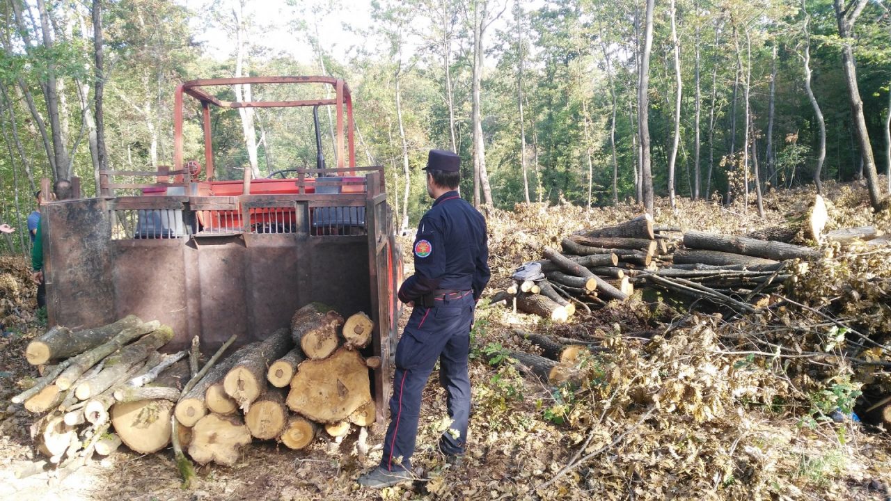 Tagliavano il bosco a Calenzano con attrezzature vietate