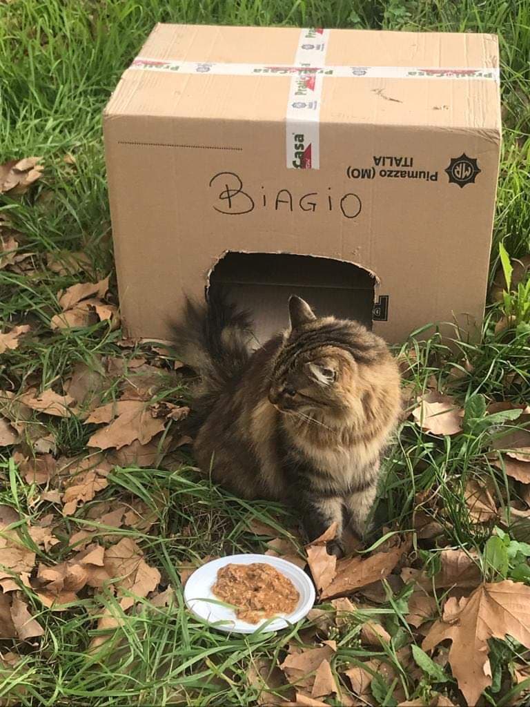 gatto Biagio 2