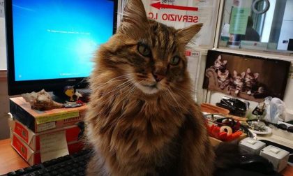 Biagio, il gatto mascotte del centro storico che ama stare in Comune - LE FOTO