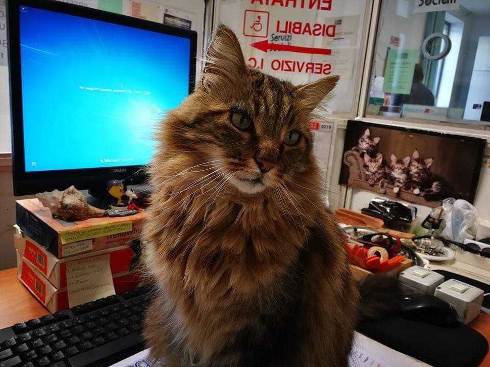 Biagio, il gatto mascotte del centro storico che ama stare in Comune – LE FOTO