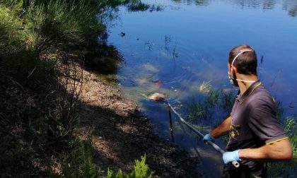 Lastra a Signa: cane legato e gettato nel lago muore annegato