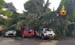 Grosso albero cade sopra tre auto GUARDA L E FOTO