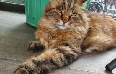 Rosario e Biagio: l’amicizia tra il dipendente comunale  e il gatto mascotte che ha conquistato il cuore dei sestesi