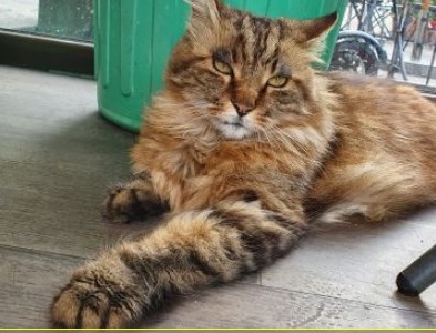 Rosario e Biagio: l’amicizia tra il dipendente comunale  e il gatto mascotte che ha conquistato il cuore dei sestesi