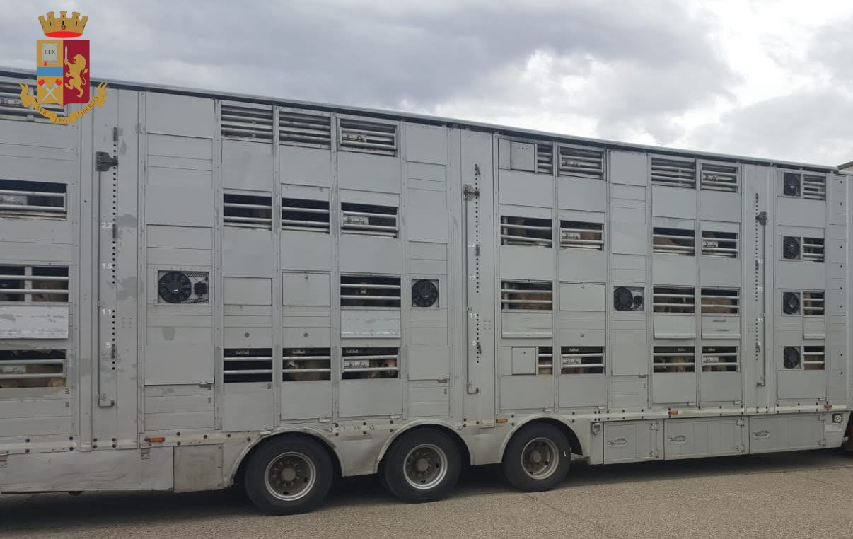 Dalla Romania a Foligno in un camion stipate 550 capre: bloccato a Campi Bisenzio