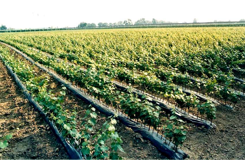 Vino: oltre 11 milioni ai viticoltori toscani per la promozione
