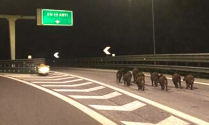 A11 Firenze-Pisa nord: chiuso per una notte il tratto compreso tra Pisa nord e l'allacciamento con il Raccordo Lucca-Viareggio, verso Firenze