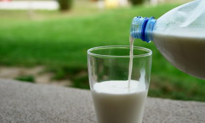 La crisi del latte, il caldo diminuisce la produzione