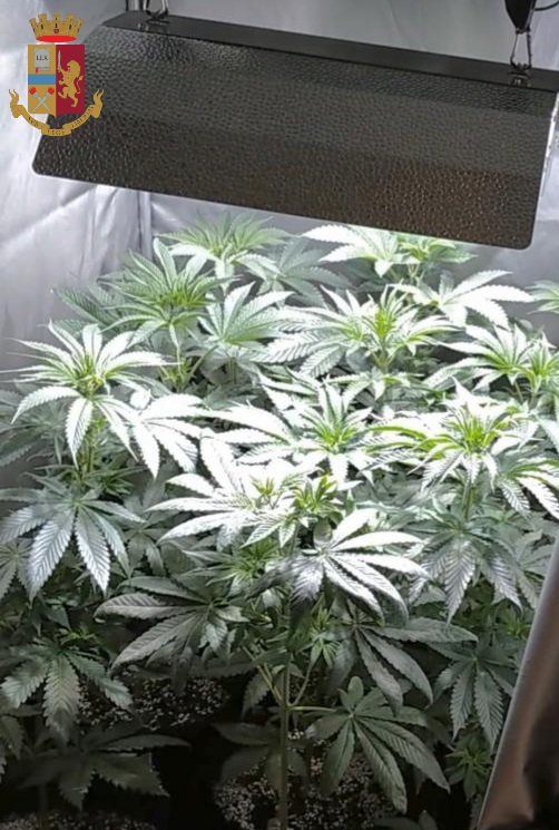 Sorpreso 52enne fiorentino con due serre di marijuana