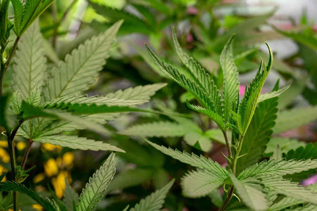 Legalizzazione cannabis: l’opinione dei produttori fiorentini