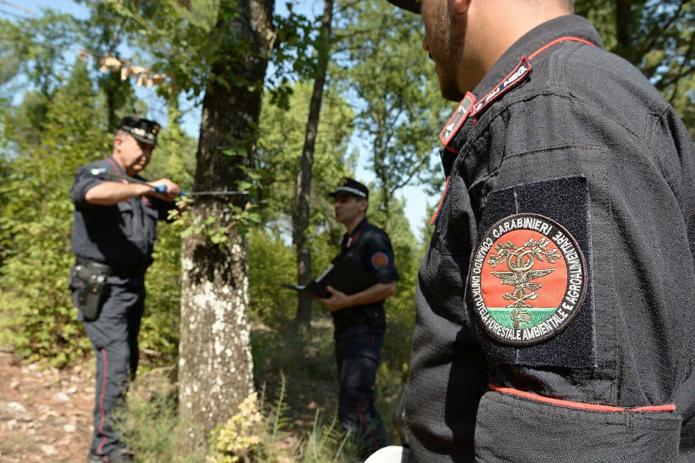 Pelago, scoperto taglio boschivo di abete abusivo: fioccano le denunce