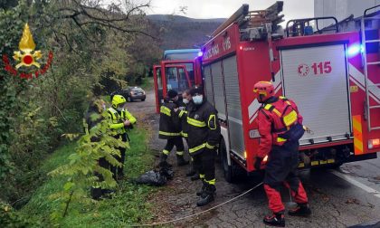 Cane cade nel Bisenzio in zona ponte via Mazzini a Vaiano: ritrovato più a valle privo di vita - LE FOTO