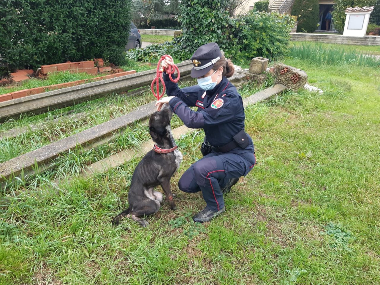 Carabinieri forestali denunciano un pensionato per maltrattamenti sul cane e glielo portano via
