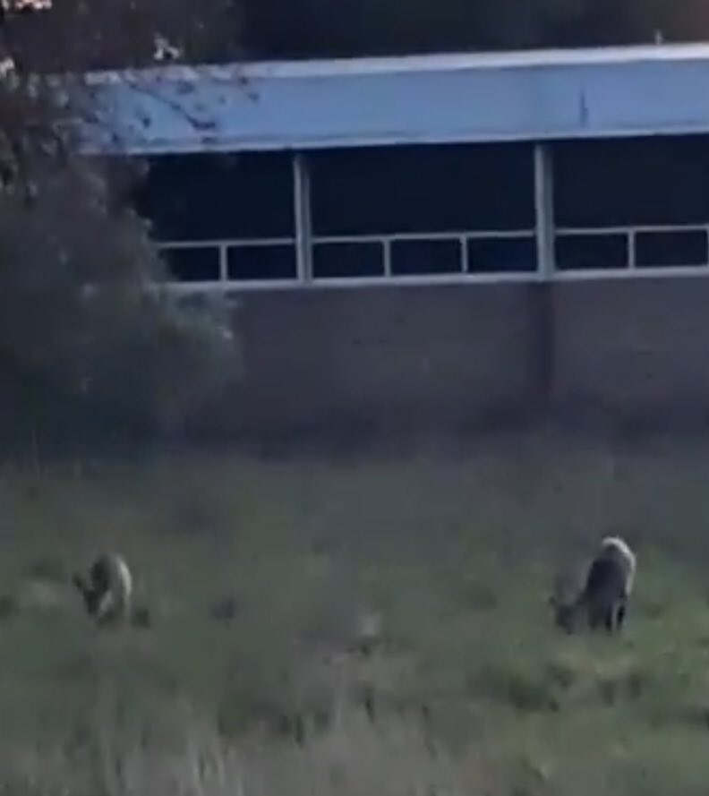 Ieri due caprioli nel parco del Museo delle Porcellane – GUARDA IL VIDEO