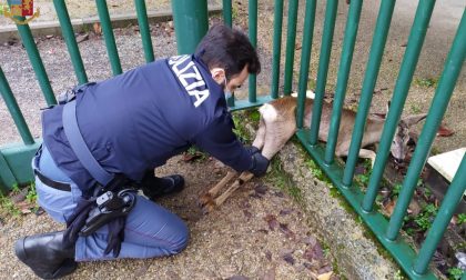 Dopo un giro in centro capriolo resta incastrato in una recinzione in zona Stadio