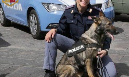 Cane poliziotto a passeggio fiuta droga in una monovolume parcheggiata in strada: la Polizia di Stato scopre 5 kg di hashish nel cofano del mezzo e arresta l’automobilista