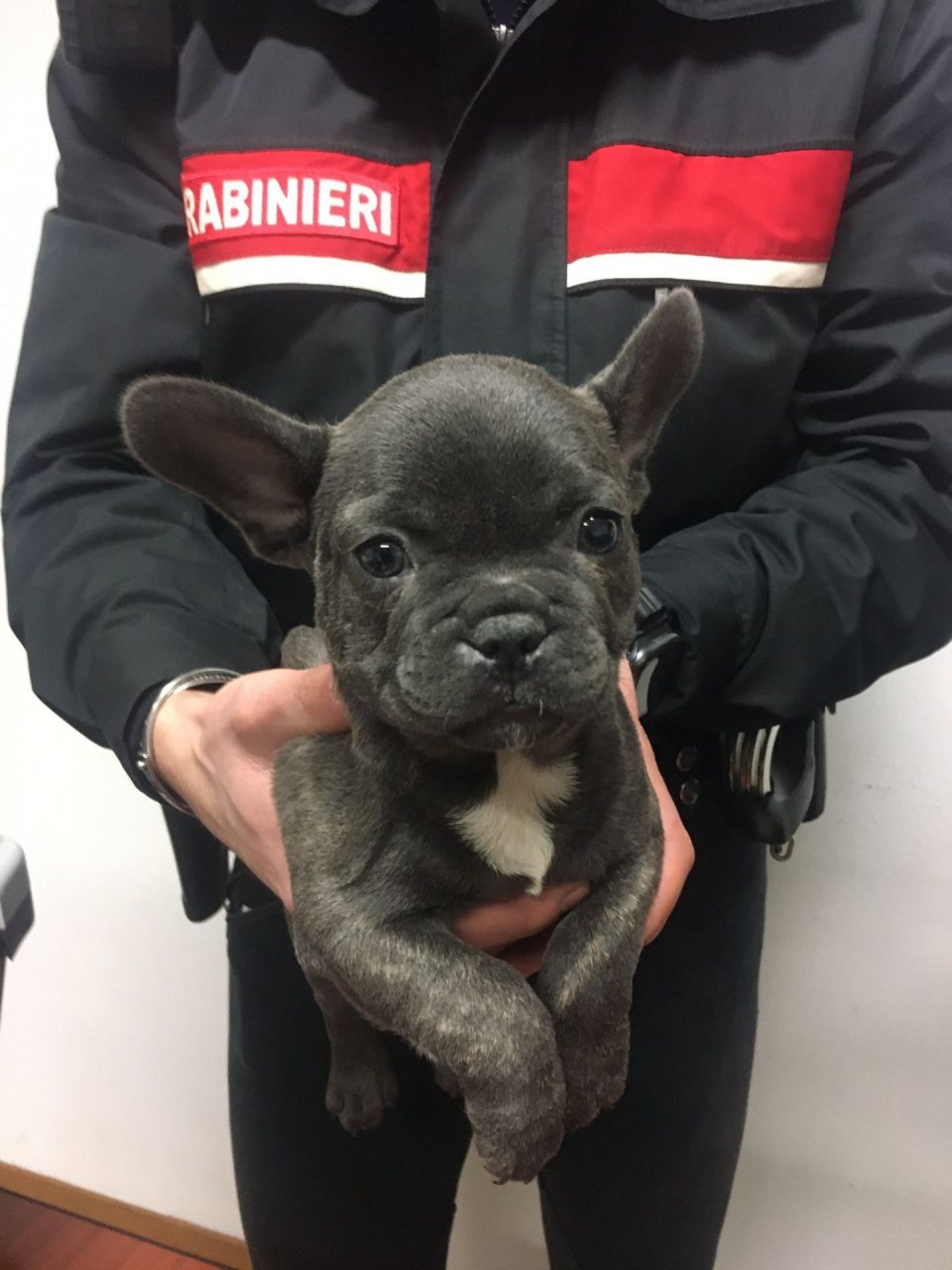 Scandicci: due persone denunciate per maltrattamento di animali