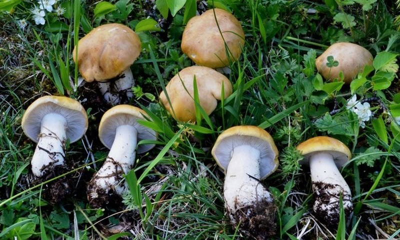 Funghi-boom ma attenti ad improvvisarsi