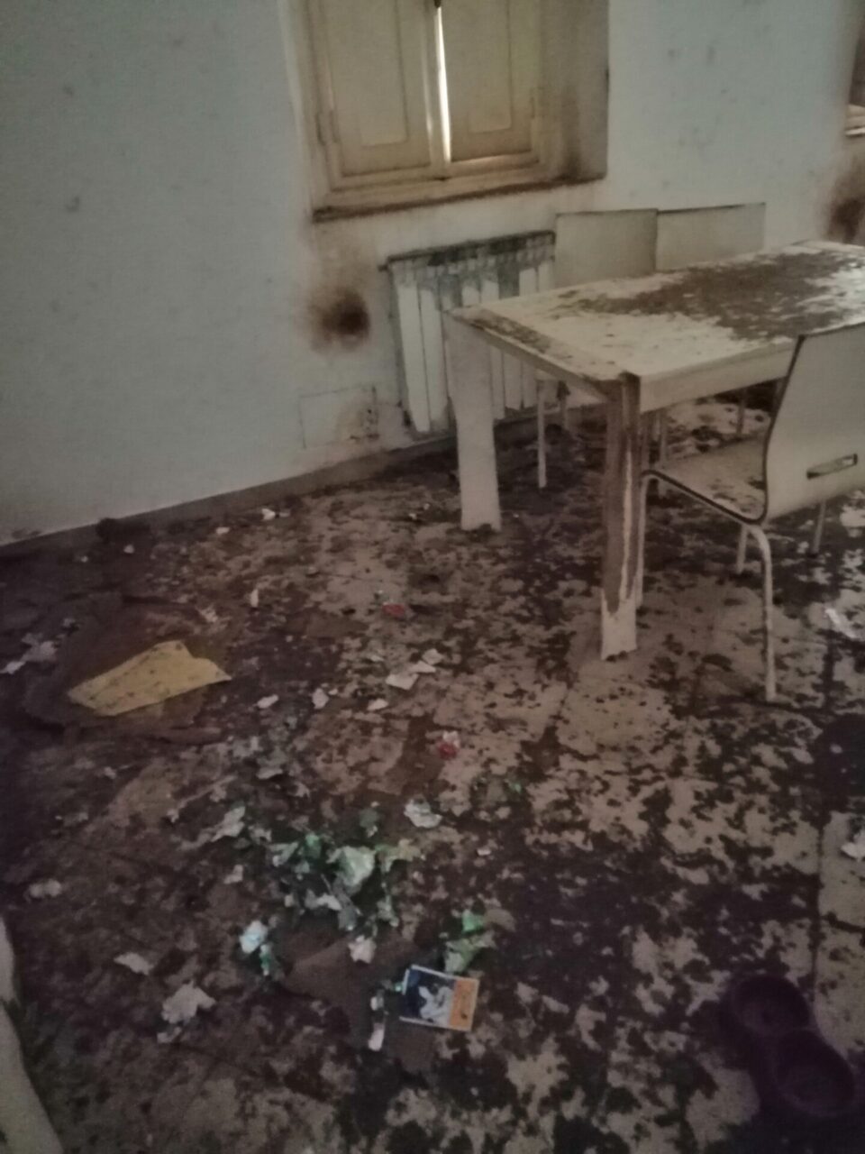 Rovezzano, gatti segregati in abitazione: gli accertamenti dell’Enpa