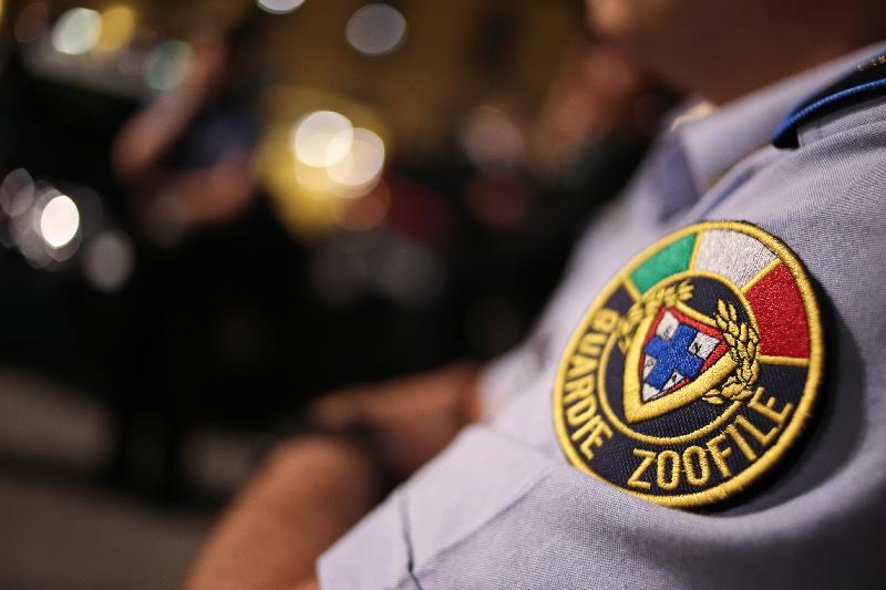 Cane sequestrato a Campi Bisenzio