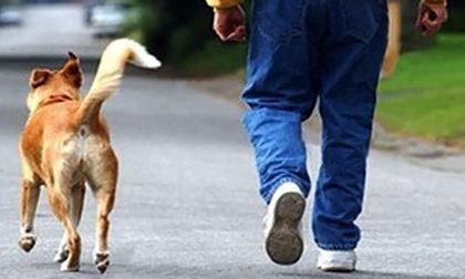 Guardie zoofile Enpa al lavoro a Firenze: sanzionati proprietari di cani senza guinzaglio