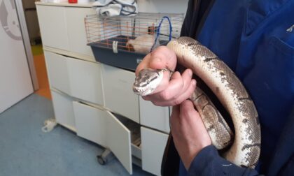 Pitone di quattro metri scappa dalla teca e mangia il pollo insieme alla confezione