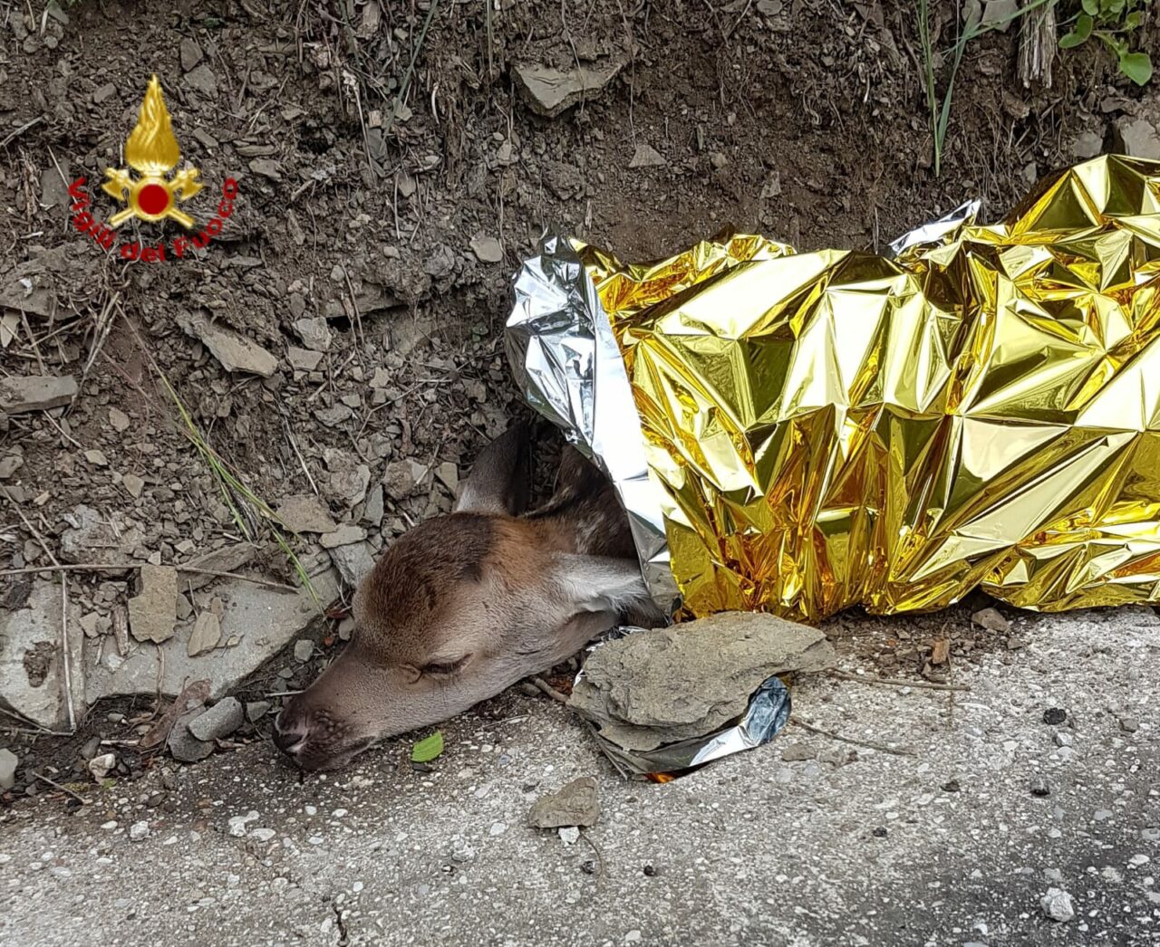 Cucciolo di cerbiatto ferito messo in salvo a Cantagallo dai vigili del fuoco