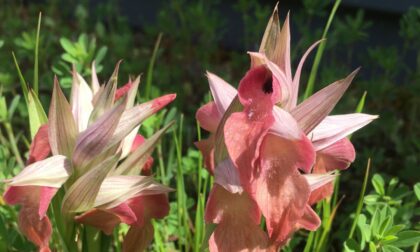 La fioritura delle orchidee sul tetto dell'ospedale Santo Stefano di Prato