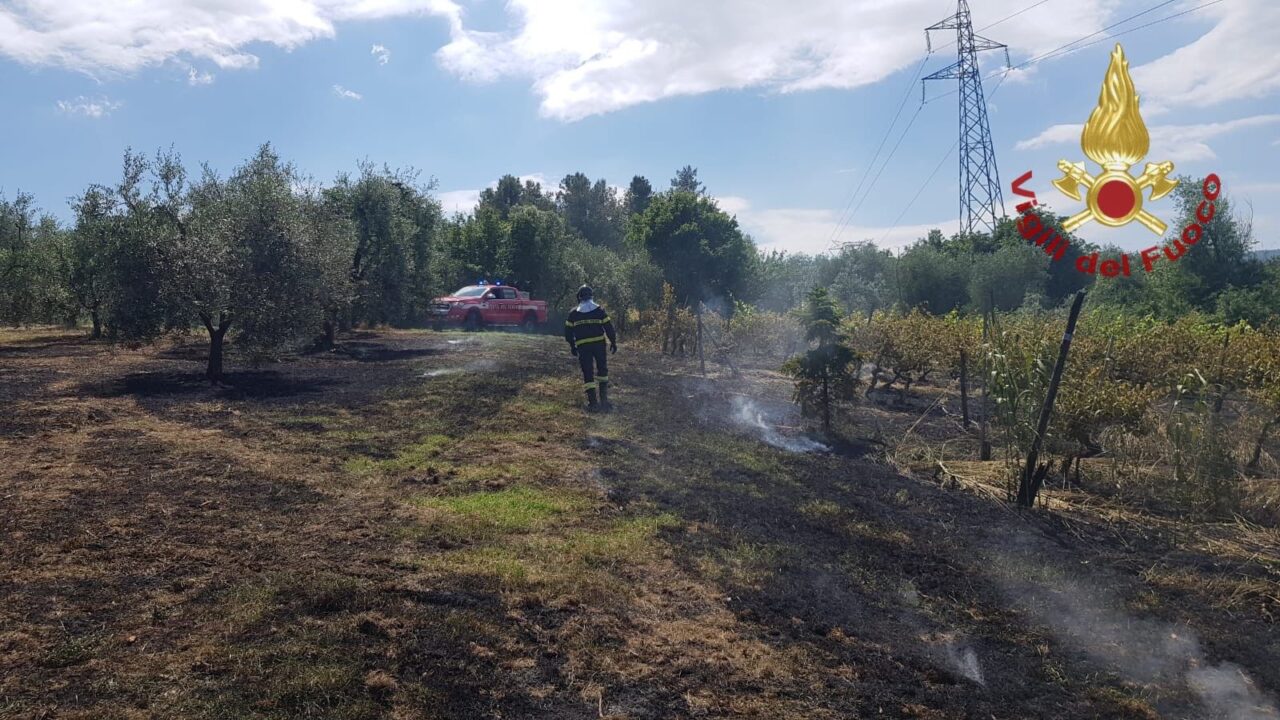 A fuoco quattromila metri di oliveti e vigneti a Carmignano