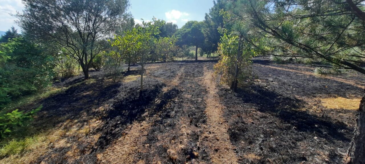 Accende fuoco nel bosco, denunciata una pensionata per incendio colposo