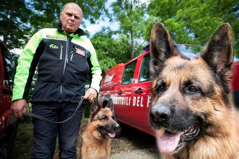 È scomparso Golia, il cane intervenuto durante il terremoto di Amatrice