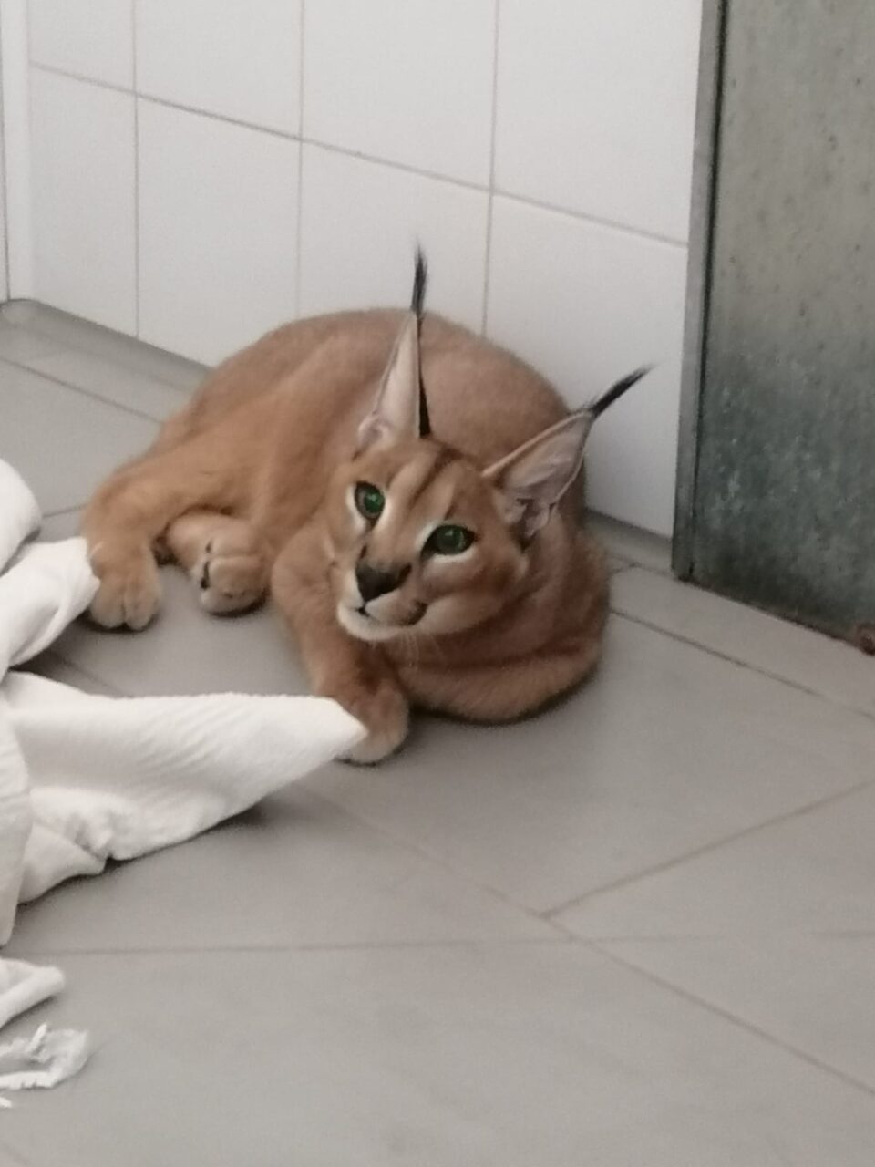 Lince selvatica fugge mentre si trova al camping con i prorietari stranieri