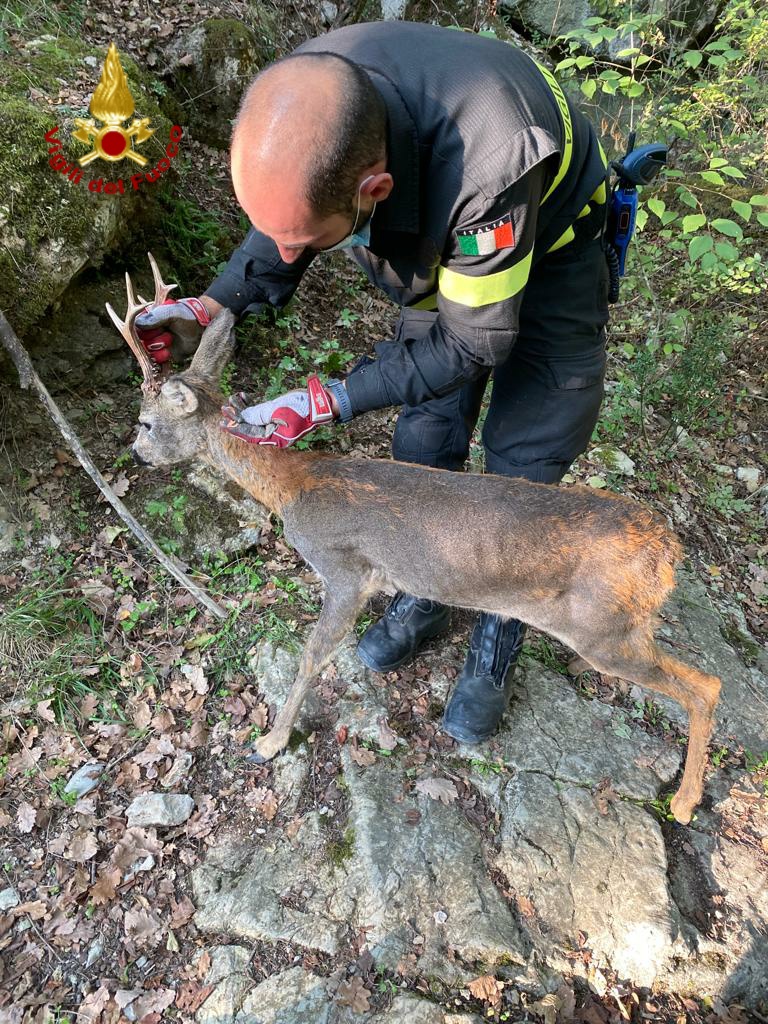 capriolo montemurlo Vigili del Fuoco