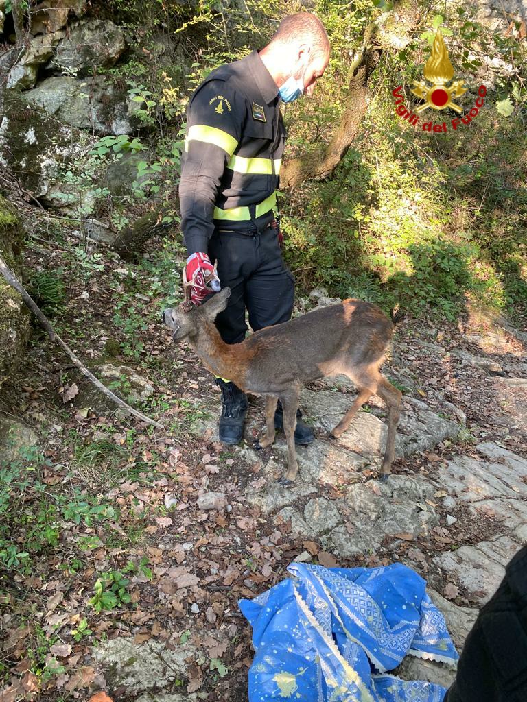 capriolo montemurlo Vigili del Fuoco