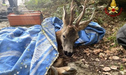 I Vigili del Fuoco di Montemurlo salvano un giovane capriolo rimasto impigliato fra i rovi