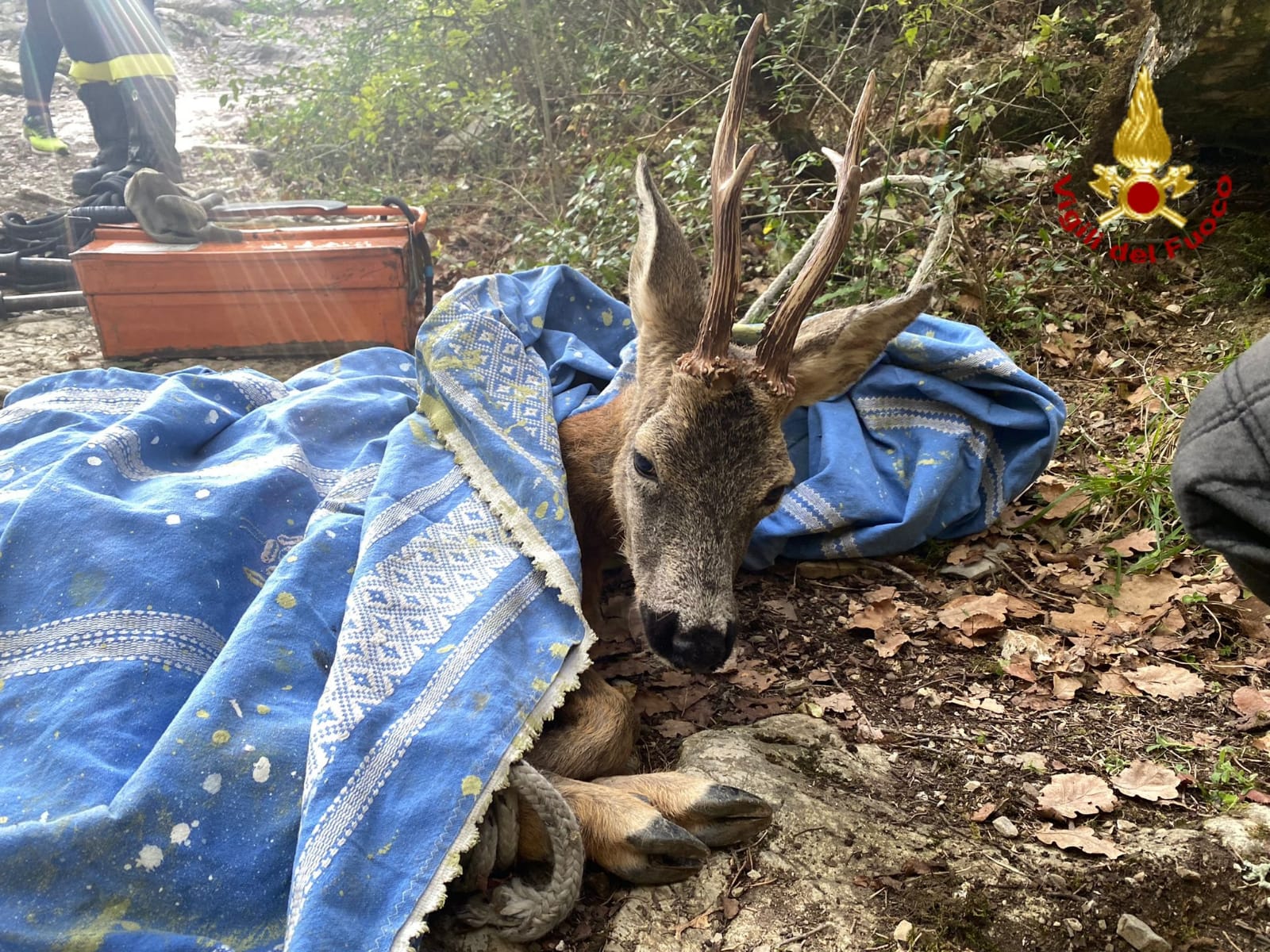 capriolo montemurlo Vigili del Fuoco