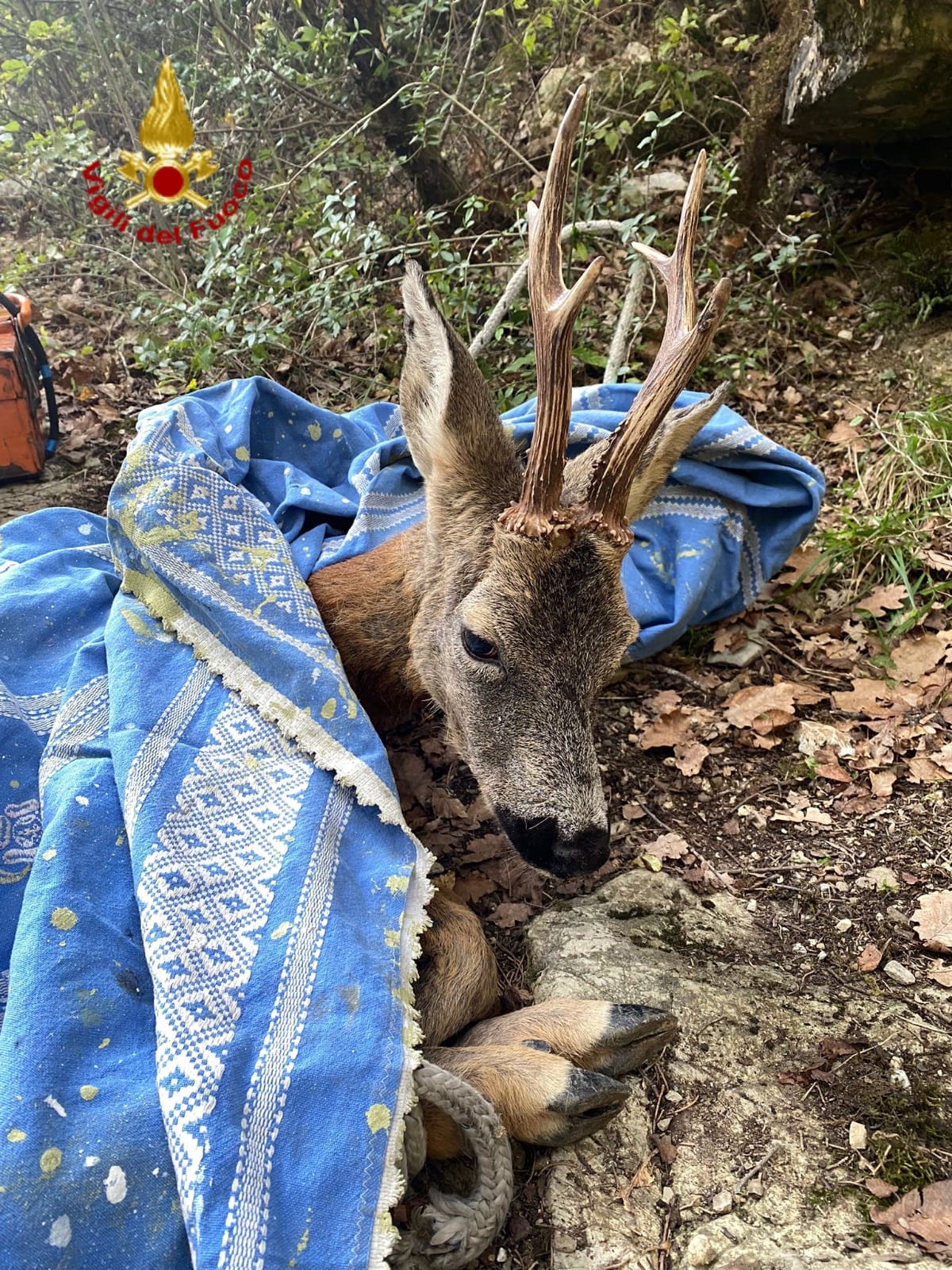 capriolo montemurlo Vigili del Fuoco