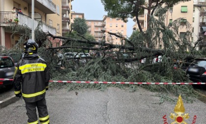 Albero cade su alcune auto