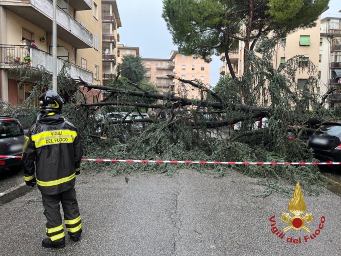Albero cade su alcune auto