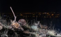 Avvistato un esemplare di sciacallo dorato sopra Bagnolo di Montemurlo