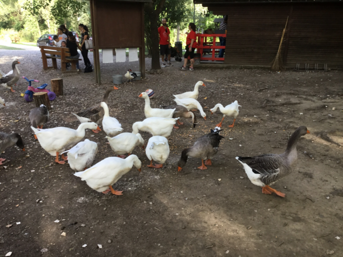 Influenza aviaria: chiuso il parco Chico Mendes